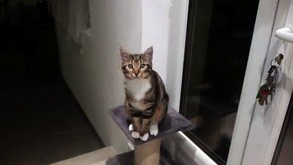 mon chat qui danse  trop drôle !