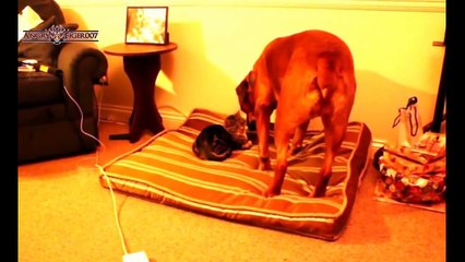 Best Cat And Dog Videos 2016 Bed Fights