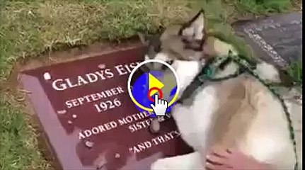 Men Best Friend is Dog