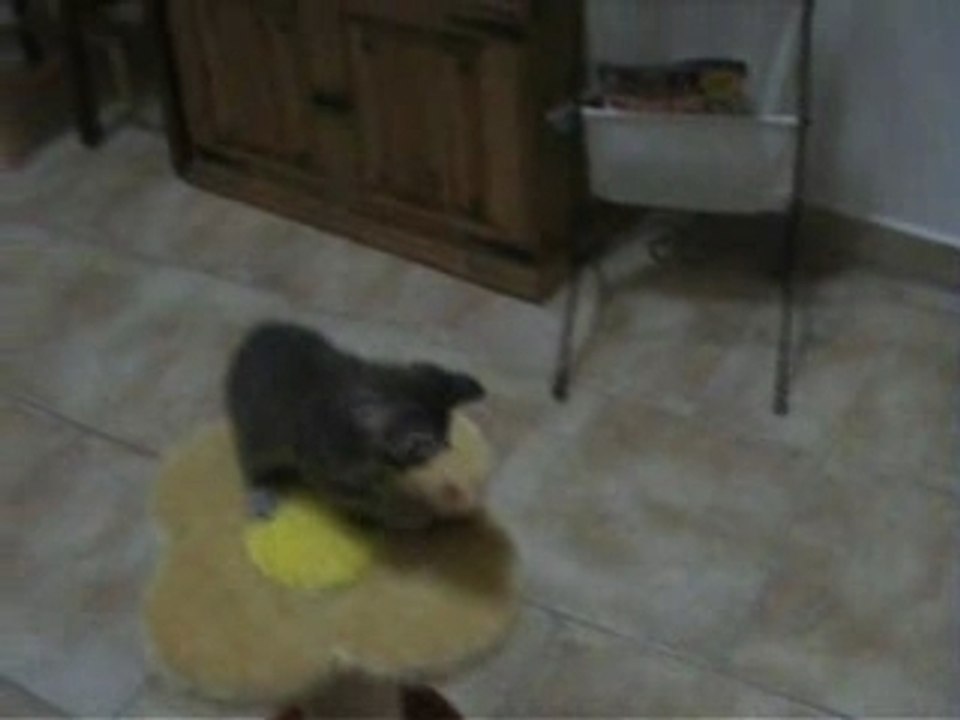 Calva fait le fou