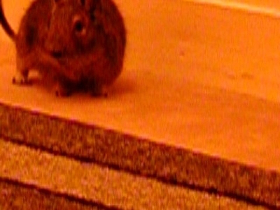 Un rongeur...ça ronge