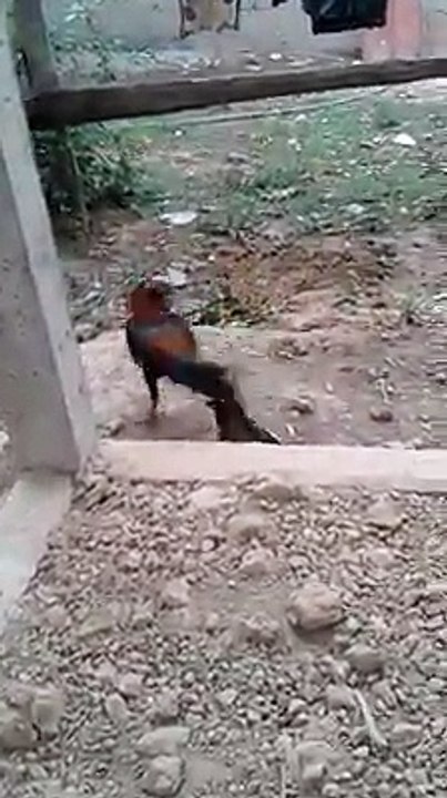 funny chicken fight