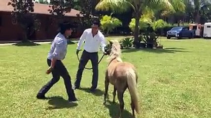 Julión Álvarez SE SUBE A PONY Y MIREN LO QUE LE PASA