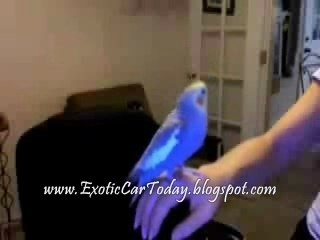 Beatboxing Parrot