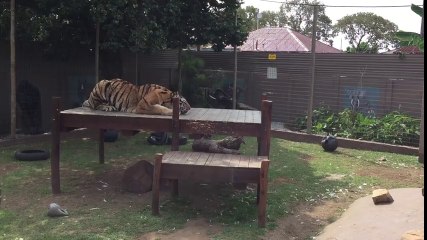 Tiger attack , why You should not turn Your back!