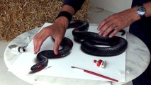3D Drawing of a Lifelike Snake - 3D Painting Optical Illusion!
