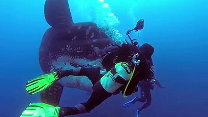 Divers dwarfed by an enormous sunfish