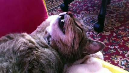 Guess What This Cat Dreams