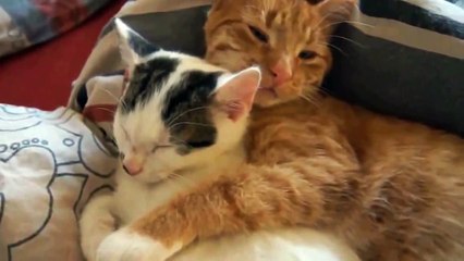 Romantic Cats Loving Eachother