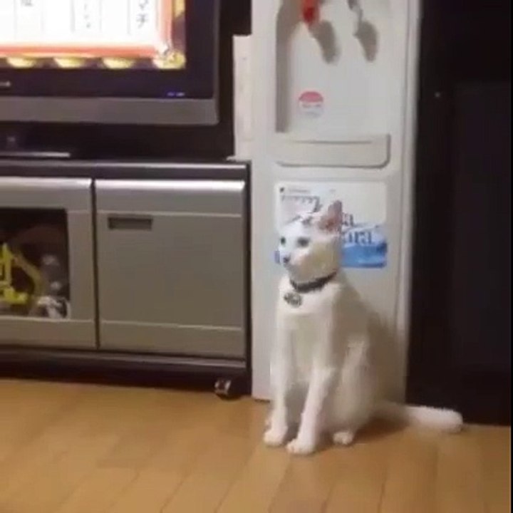 This Cat is freaky