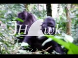 Gorillas Fight for Dominance in Uganda