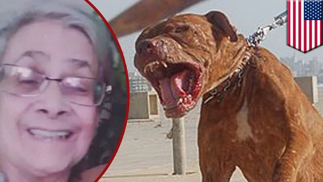 Tuée par des pitbulls : une grand-mère se fait attaquer par des chiens pitbull