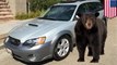 Une femme découvre un ours noir coincé dans sa voiture