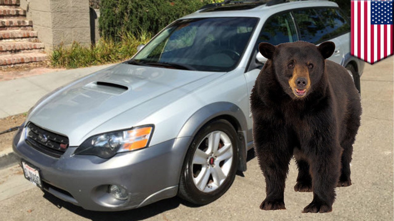 Une femme découvre un ours noir coincé dans sa voiture