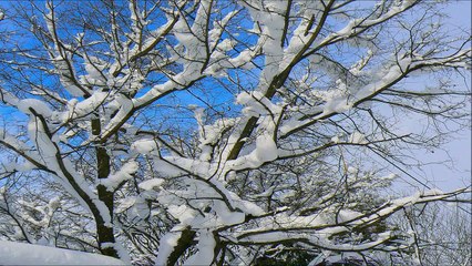 惣田麻衣　 クラシック名曲 オーケストラ1