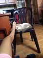 Funny Cats Compilation 2016 - Kittens playing with host to bite a her leg
