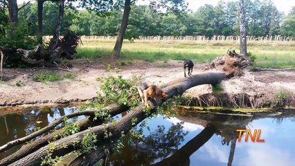 Fail Compilation July 2015 - February 2016 -- TNL