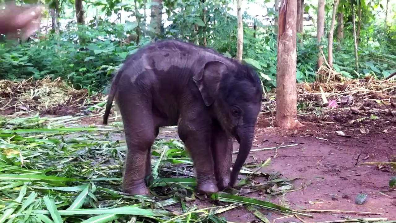 Cute baby elephant playing with trunk