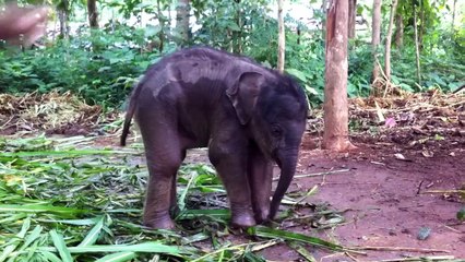 Cute baby elephant playing with trunk