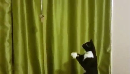 Cat trying to catch something dangling too far away