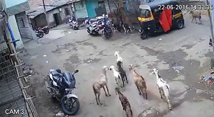 Thief stealing Goats funny