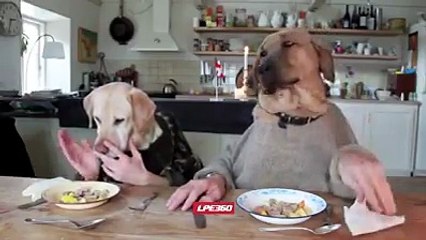 doggy dinner