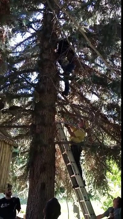 Salvan a oso que llevaba días con cabeza atrapada en recipiente