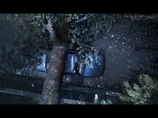 Number1TreefallCutdown-15s-240615