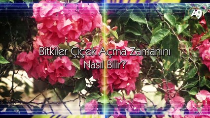 Bitkiler çiçek açma zamanını nasıl bilir?