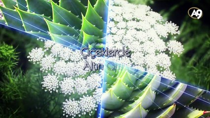 Çiçeklerde altın oran