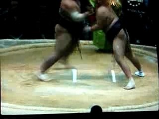 willy commentateur de combat de sumo