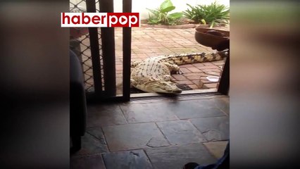 Evinde timsah besleyen kadın