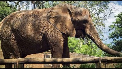 Elefante lanza piedra y mata a niña en zoológico de Marruecos