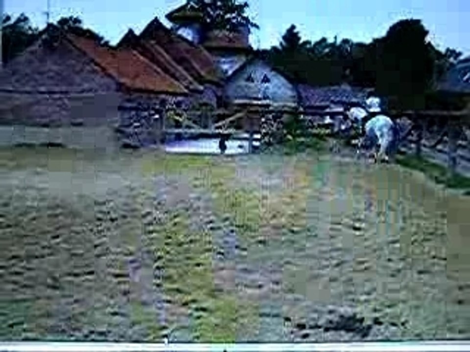 début de piaffer 2