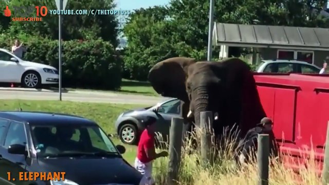 THE TOP 10 TOP 10 RHINO AND ELEPHANT ATTACK CARS Rhino attacks cars, Elephant attacks cars