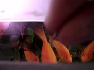 Un Astronotus mange une sauterelle