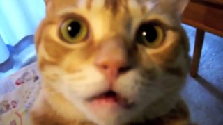 Supercats - Episode 2 — Moar Hilarious Cat Videos!.