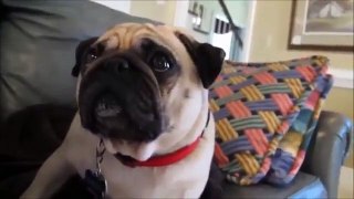 TOP 10 CUTEST DOGS EVER