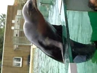 Elles sont folles ces otaries