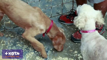 MASKOTA - Perros pequeños en adopción- Muñeca