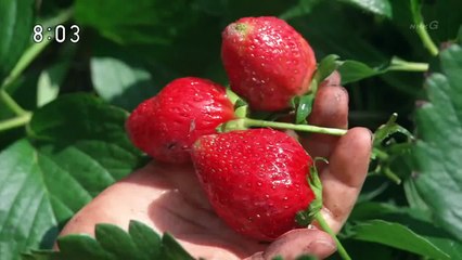 잘 먹었습니다 6화 ~ 10화 음식