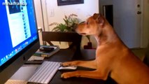 Top 10 Funny Dogs Sitting Like Humans Compilation 2014 [NEW].