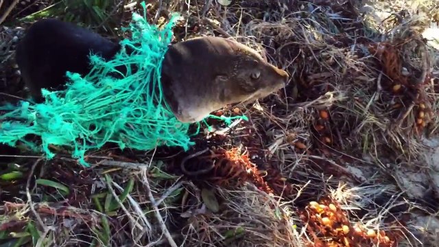 Des pecheurs sauvent une otarie piégée dans un filet