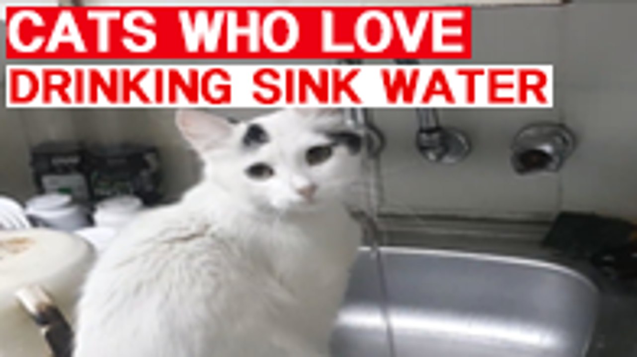Cats Who Love Drinking Sink Water