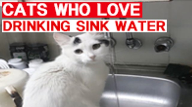 Cats Who Love Drinking Sink Water