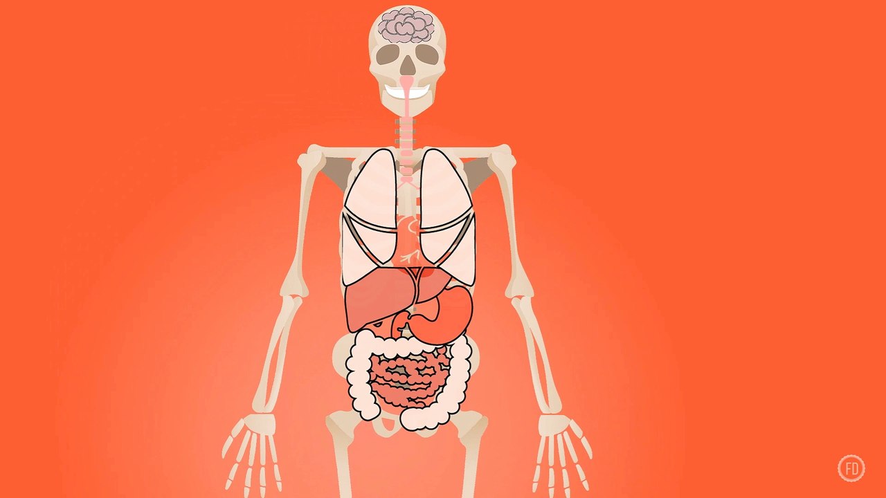 Skeletal System Anatomy | Medical Education | HD Video | F1 Digitals