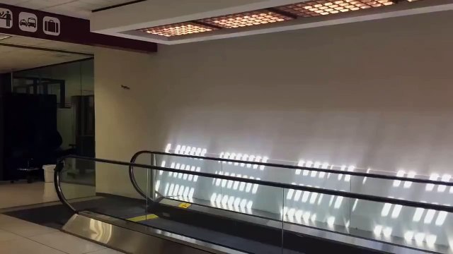 A l'aéroport, un oiseau joue sur une rampe de tapis roulant.