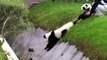 Le panda ivre, rattrapé par ses soigneurs eux-mêmes déguisés en...pandas