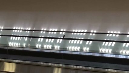 Cet oiseau s'amuse sur la rampe d'un tapis roulant