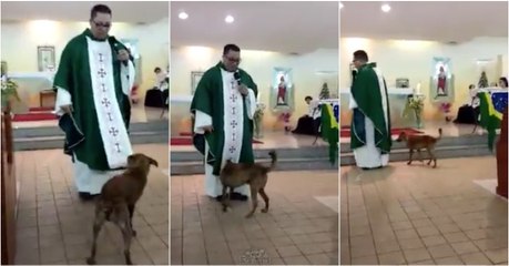 Cão interrompe missa para puxar batina do padre durante o sermão
